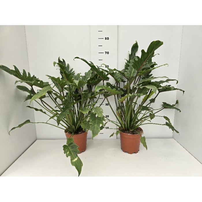 PHILODENDRON XANADU ΓΛΑΣΤΡΑ 17 cm