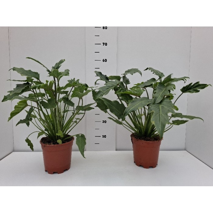 PHILODENDRON XANADU ΓΛΑΣΤΡΑ 17 cm