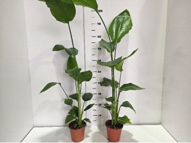 STRELITZIA NICOLAI ΓΛΑΣΤΡΑ 14 cm