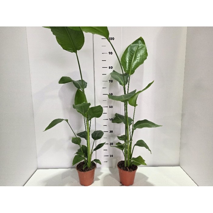 STRELITZIA NICOLAI ΓΛΑΣΤΡΑ 14 cm