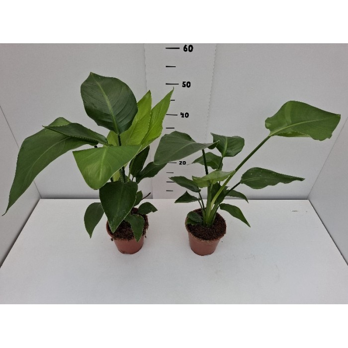 STRELITZIA NICOLAI ΓΛΑΣΤΡΑ 14 cm