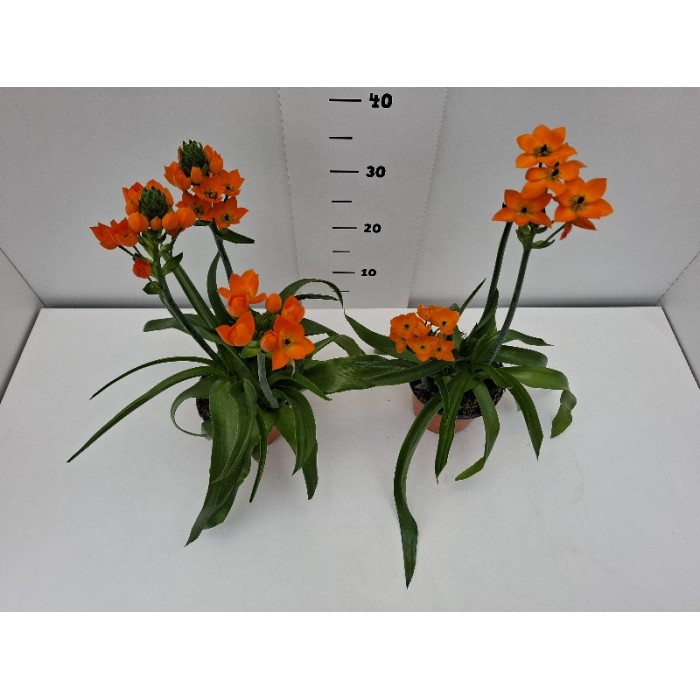ORNITHOGALLUM ΓΛΑΣΤΡΑ 14 cm