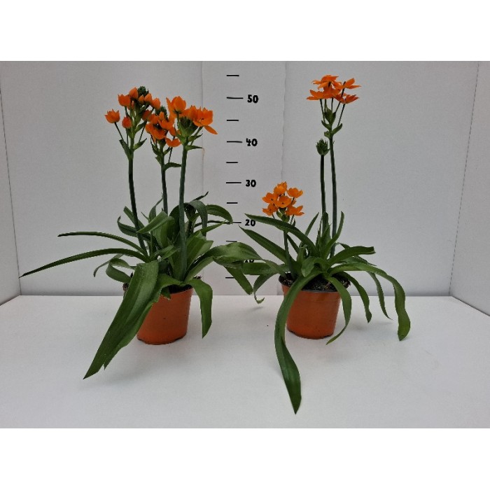 ORNITHOGALLUM ΓΛΑΣΤΡΑ 14 cm