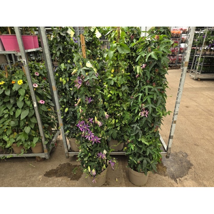 PASSIFLORA 3ΧΡΩΜΟ ΠΥΡΑΜΙΔΑ ΓΛΑΣΤΡΑ 27 cm
