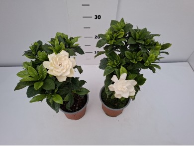 ΓΑΡΔΕΝΙΑ STEM ΓΛΑΣΤΡΑ 13 cm
