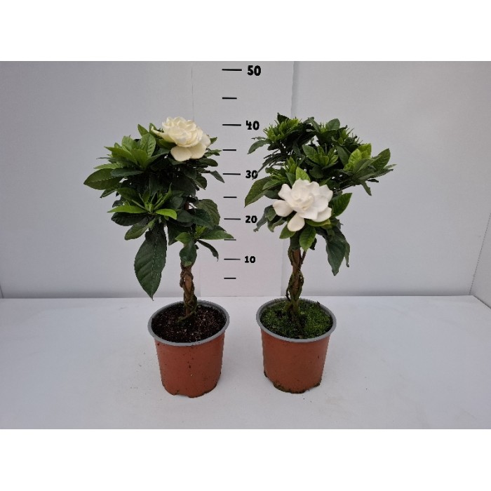 ΓΑΡΔΕΝΙΑ STEM ΓΛΑΣΤΡΑ 13 cm