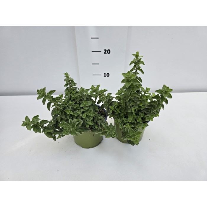 ΡΙΓΑΝΗ ΓΛΑΣΤΡΑ 12 cm