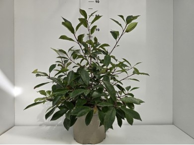 PHOTINIA LITTLE RED ROBBIN ΓΛΑΣΤΡΑ 26 cm