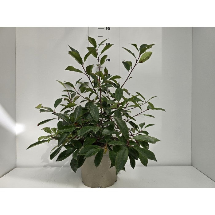PHOTINIA LITTLE RED ROBBIN ΓΛΑΣΤΡΑ 26 cm