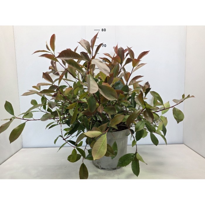 PHOTINIA LITTLE RED ROBBIN ΓΛΑΣΤΡΑ 26 cm