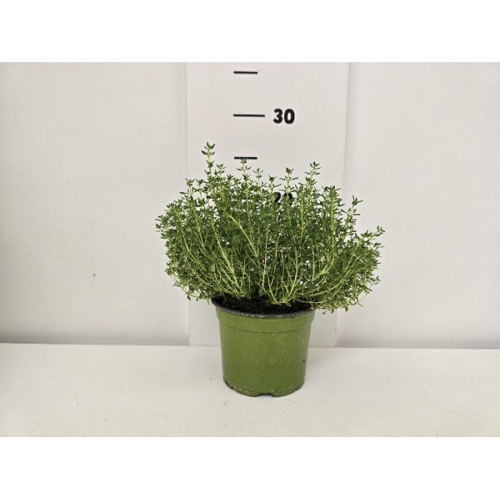 ΘΥΜΑΡΙ ΓΛΑΣΤΡΑ 12 cm