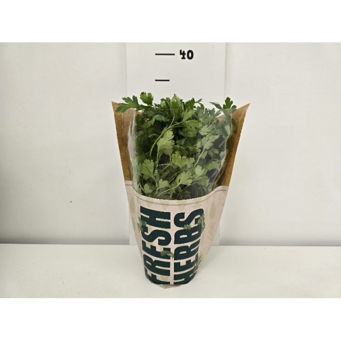 ΜΑΙΝΤΑΝΟΣ ΓΛΑΣΤΡΑ 12 cm