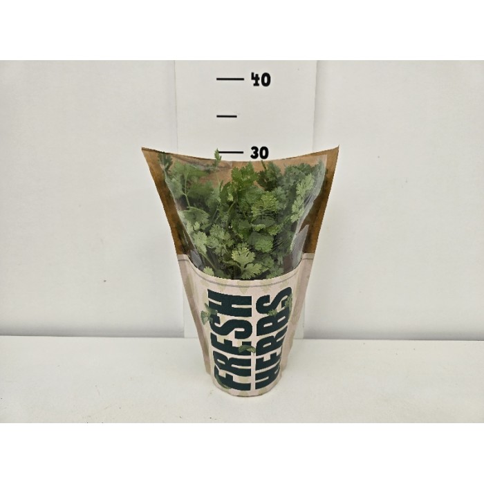 ΚΟΛΙΑΝΔΡΟΣ ΓΛΑΣΤΡΑ 12 cm