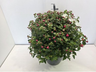 FUCSHIA ΚΡΕΜΑΣΤΗ ΓΛΑΣΤΡΑ 27 cm