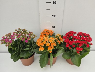 KALANCHOE ΓΛΑΣΤΡΑ 15 cm