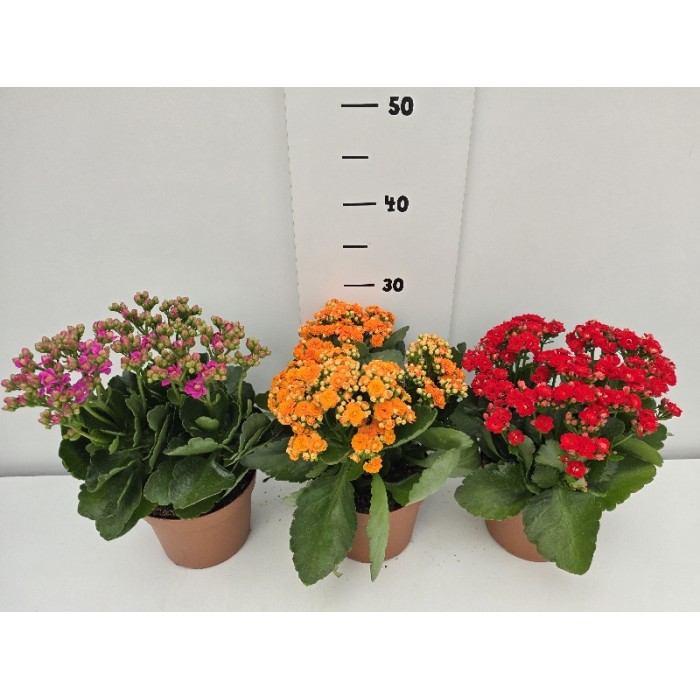 KALANCHOE ΓΛΑΣΤΡΑ 15 cm
