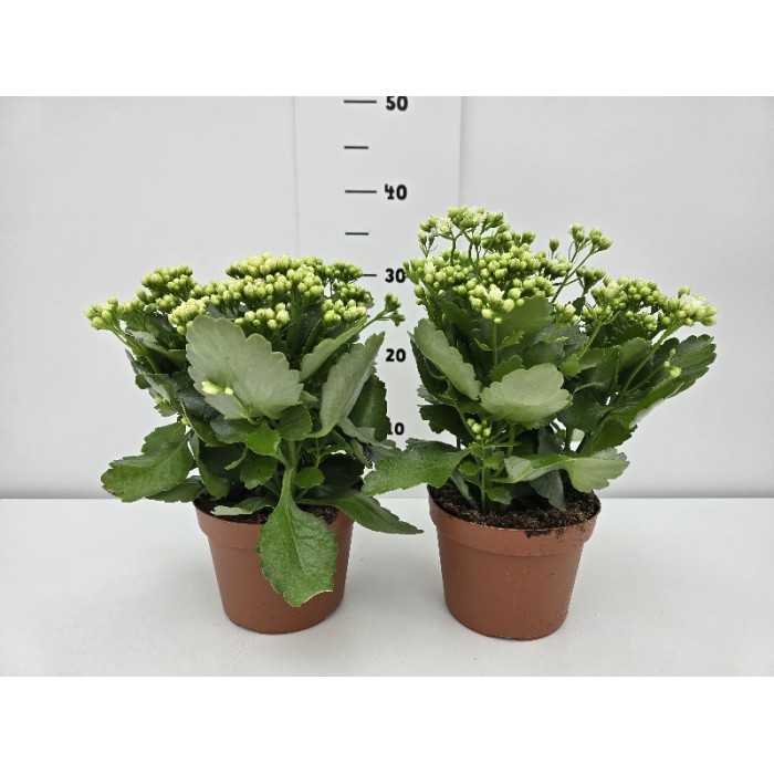 KALANCHOE ΓΛΑΣΤΡΑ 15 cm