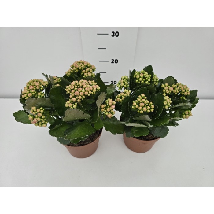 KALANCHOE ΓΛΑΣΤΡΑ 15 cm