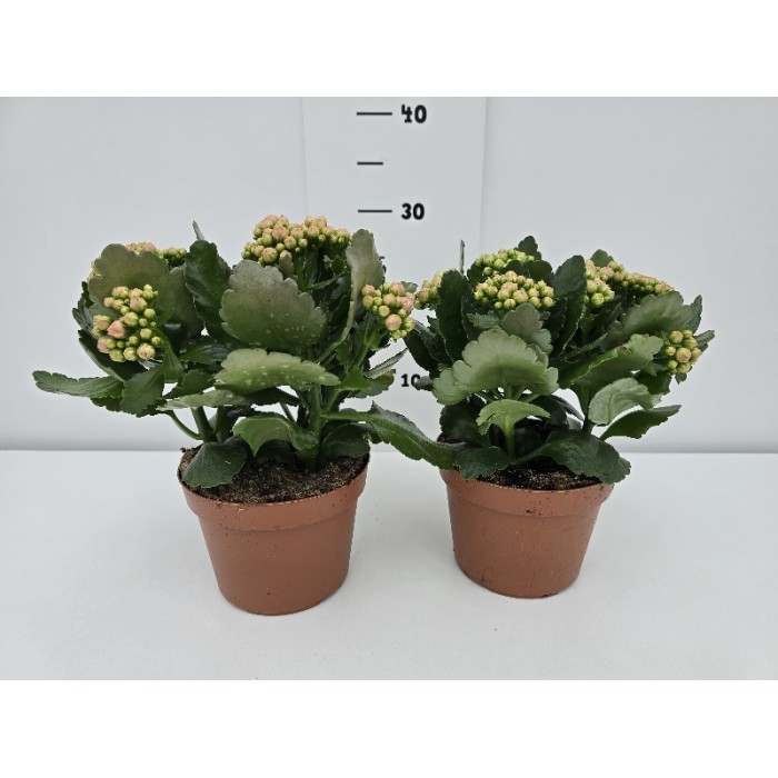 KALANCHOE ΓΛΑΣΤΡΑ 15 cm