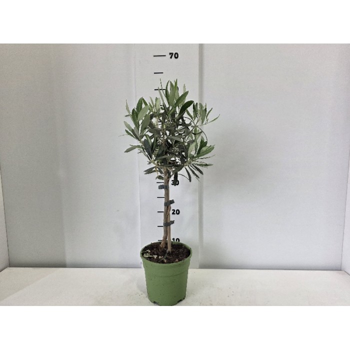 OLIVE STEM ΓΛΑΣΤΡΑ 15 cm