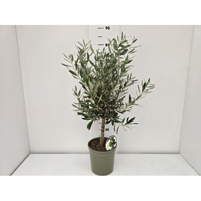 OLIVE STEM ΓΛΑΣΤΡΑ 19 cm (0,75m)