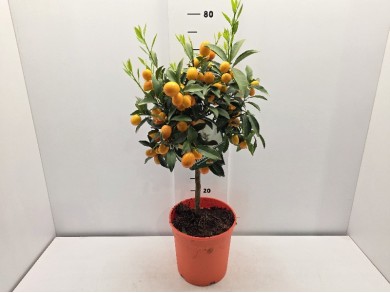 KUMQUAT STEM ΓΛΑΣΤΡΑ 22 cm