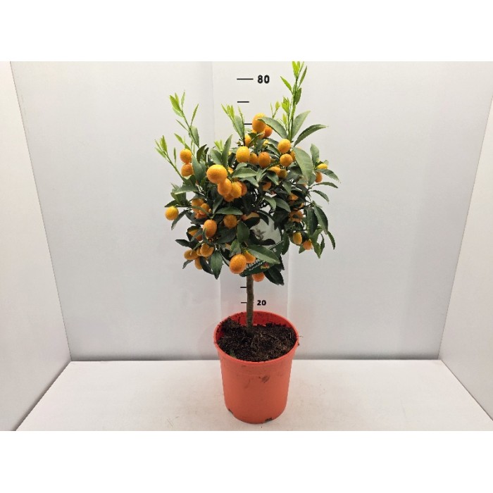 KUMQUAT STEM ΓΛΑΣΤΡΑ 22 cm