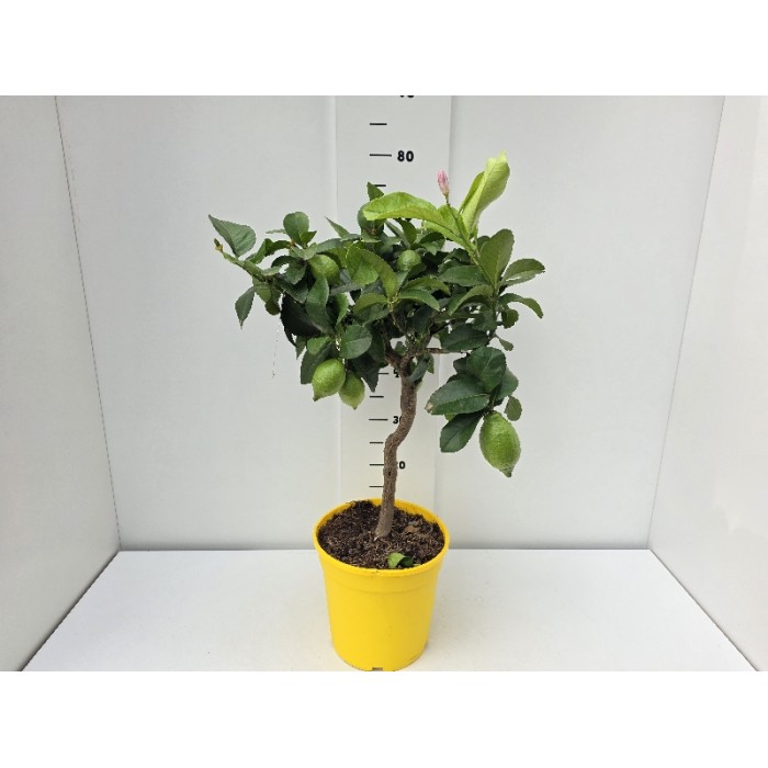 LEMON STEM ΓΛΑΣΤΡΑ 22 cm