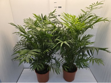 CHAMAEDOREA ΓΛΑΣΤΡΑ 20 cm