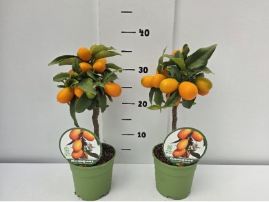 KUMQUAT STEM ΓΛΑΣΤΡΑ 12 cm