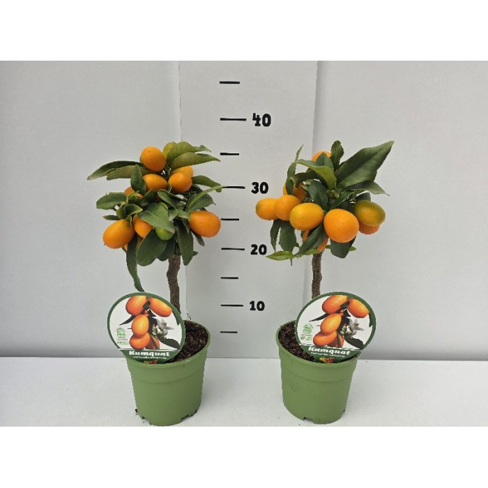 KUMQUAT STEM ΓΛΑΣΤΡΑ 12 cm