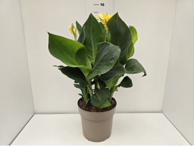 CANNA CANNOVA ΓΛΑΣΤΡΑ 27 cm
