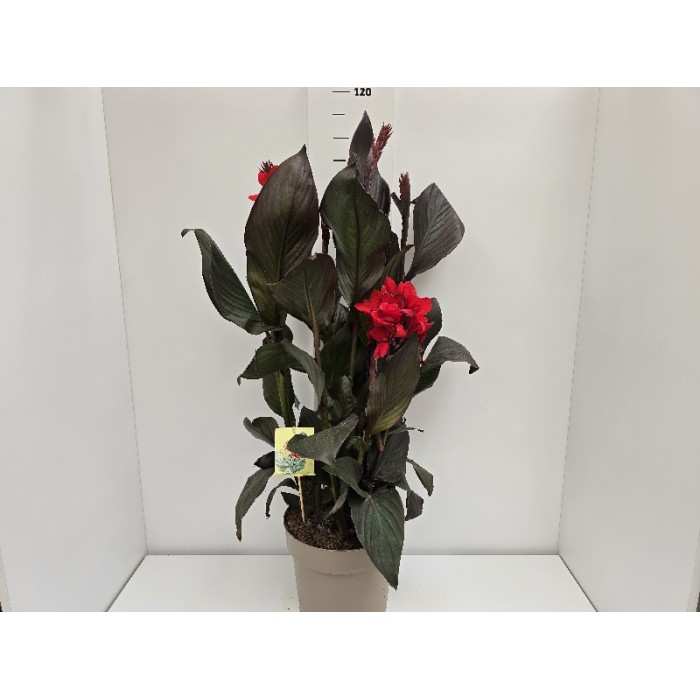 CANNA CANNOVA ΓΛΑΣΤΡΑ 27 cm