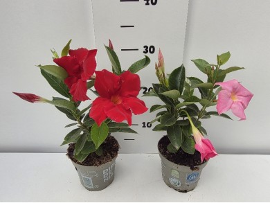 DIPLADENIA ΓΛΑΣΤΡΑ 12 cm