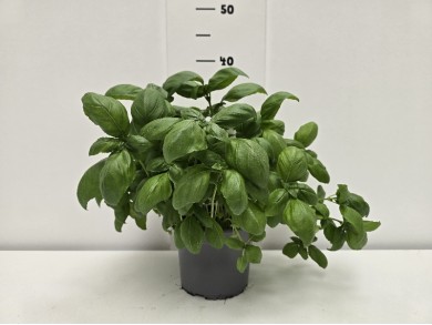 ΒΑΣΙΛΙΚΟΣ PESTO ΓΛΑΣΤΡΑ 15 cm