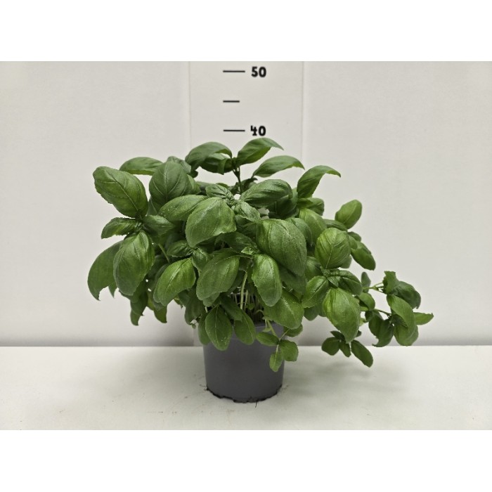 ΒΑΣΙΛΙΚΟΣ PESTO ΓΛΑΣΤΡΑ 15 cm