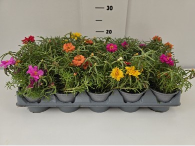 ΜΕΤΑΞΑΚΙΑ 10,5 cm 15άρι ΤΕΛΑΡΟ