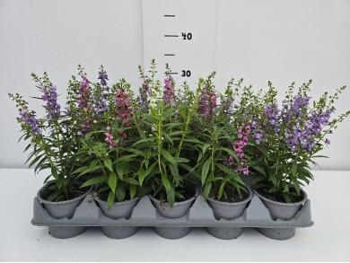 ΑΝΤΖΕΛΟΝΙΑ 10,5 cm 15άρι ΤΕΛΑΡΟ