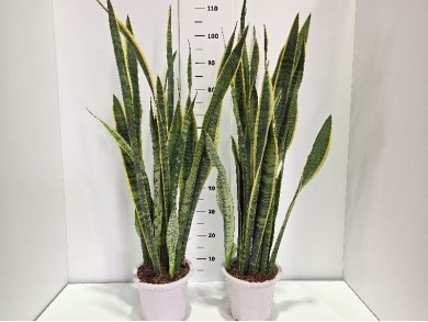 SANSEVIERIA LAURENTII ΓΛΑΣΤΡΑ 21 cm