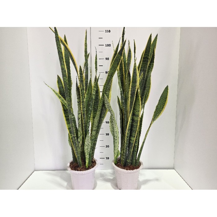 SANSEVIERIA LAURENTII ΓΛΑΣΤΡΑ 21 cm