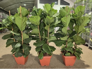 FICUS LYRATA ΓΛΑΣΤΡΑ 40x40 cm (ΥΨΟΣ: 2 m)