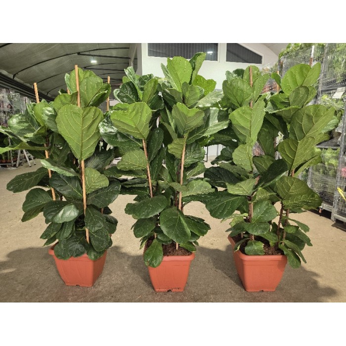 FICUS LYRATA ΓΛΑΣΤΡΑ 40x40 cm (ΥΨΟΣ: 2 m)