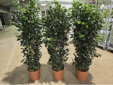 FICUS BENJAMIN DANIELLE ΓΛΑΣΤΡΑ 30 cm (ΥΨΟΣ: 1,70 m)