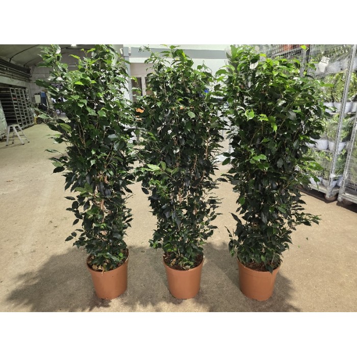 FICUS BENJAMIN DANIELLE ΓΛΑΣΤΡΑ 30 cm (ΥΨΟΣ: 1,70 m)