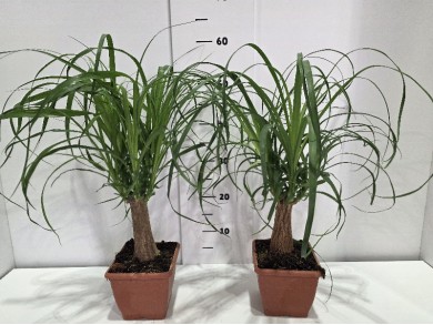 BEAUCARNEA ΓΛΑΣΤΡΑ 14X14 cm
