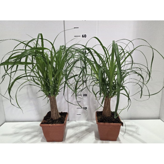 BEAUCARNEA ΓΛΑΣΤΡΑ 14X14 cm