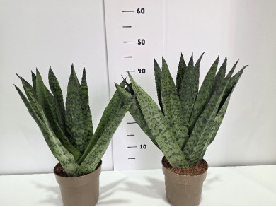 SANSEVIERIA ZEYLANICA ΓΛΑΣΤΡΑ 14 cm