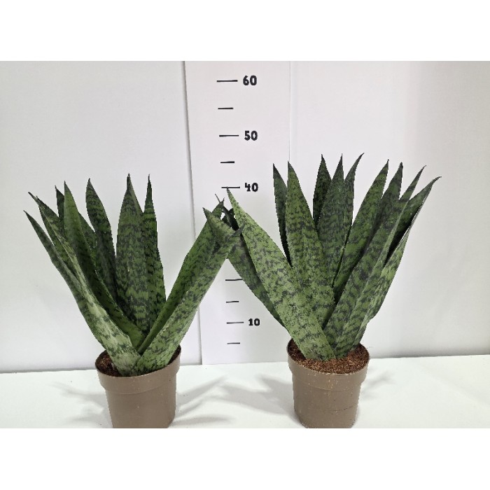SANSEVIERIA ZEYLANICA ΓΛΑΣΤΡΑ 14 cm