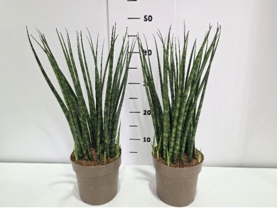 SANSEVIERIA FERNWOOD ΓΛΑΣΤΡΑ 14 cm