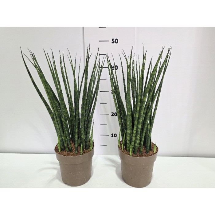 SANSEVIERIA FERNWOOD ΓΛΑΣΤΡΑ 14 cm